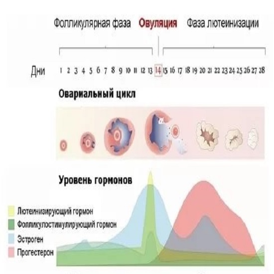 естественные методы контрацепции