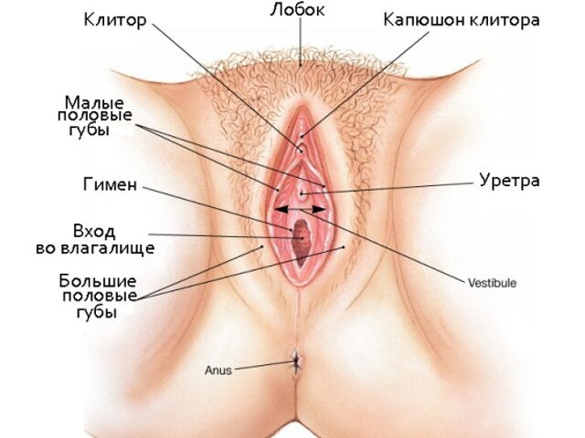 Покажите Фото Клитора Покажите Фото Клитора