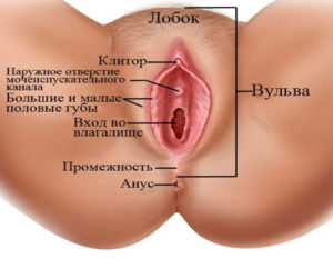 как правильно вставлять член во влагалище