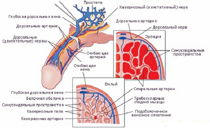 почему у мужчин по утрам стоит