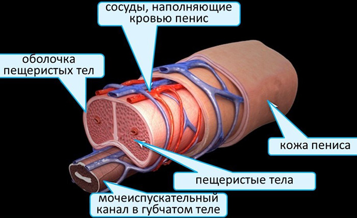 утренняя эрекция