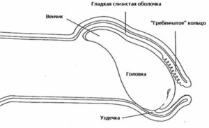 уздечка у мужчин рисунок